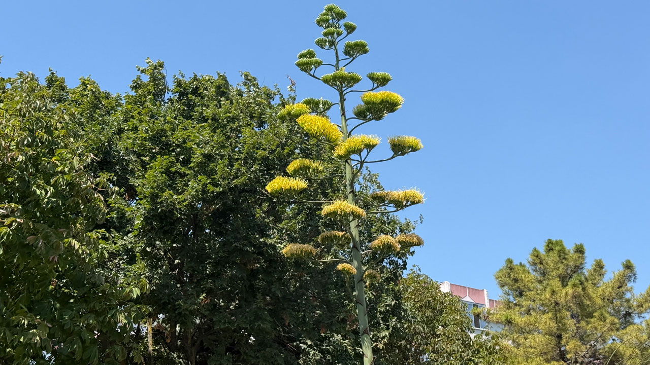 Foto - 30 yılda bir görülen mucize! Meksika’nın simgesi Beylikdüzü’nde çiçek açtı