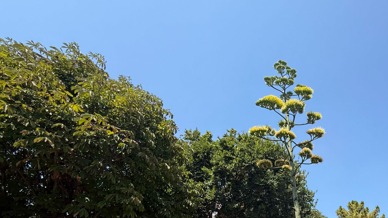 Foto - 30 yılda bir görülen mucize! Meksika’nın simgesi Beylikdüzü’nde çiçek açtı