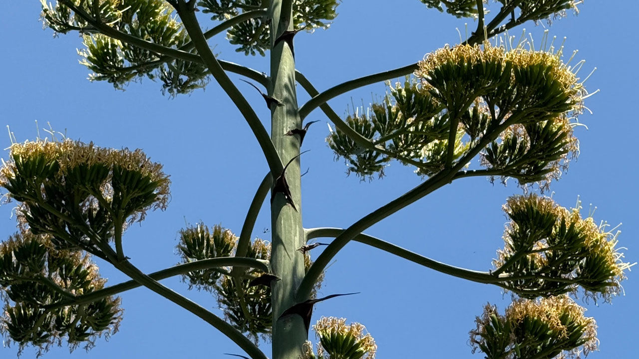 30 yılda bir görülen mucize! Meksika’nın simgesi Beylikdüzü’nde çiçek açtı