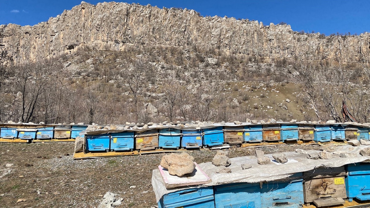Foto - 30 yıldır bu işi yapıyor! En kaliteli bal için ömrünü adadı