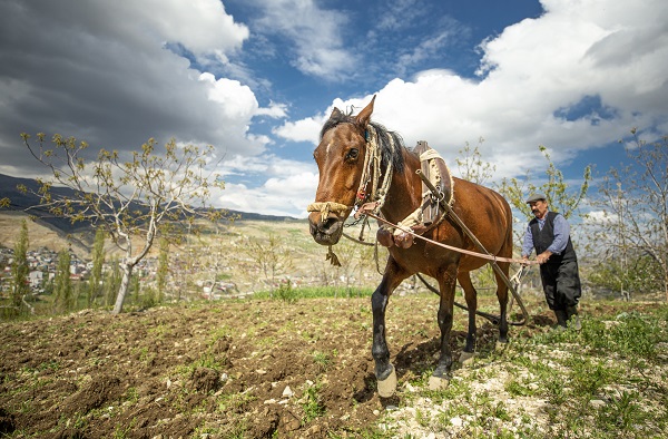 Foto - 30 yıldır durmadan çalışıyor! Bir at bir sabanla iki çocuğunu doktor yaptı
