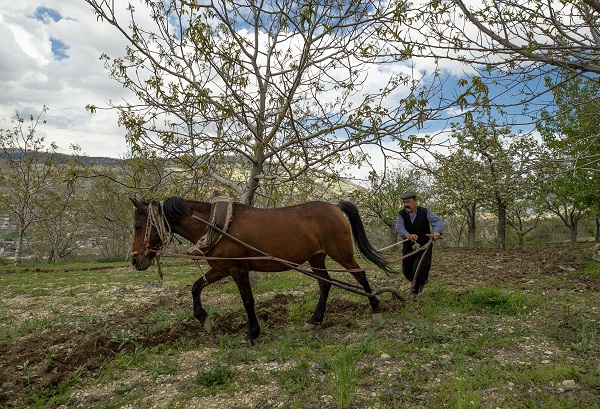 Foto - 30 yıldır durmadan çalışıyor! Bir at bir sabanla iki çocuğunu doktor yaptı