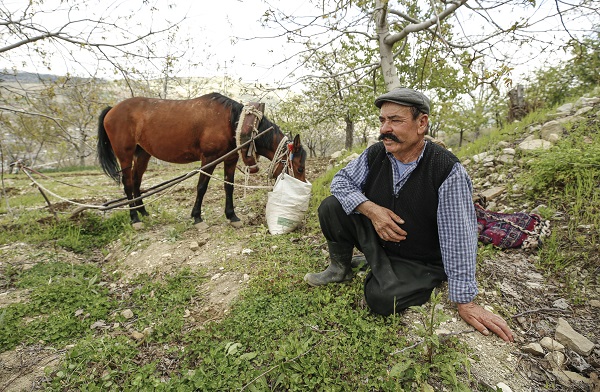 Foto - 30 yıldır durmadan çalışıyor! Bir at bir sabanla iki çocuğunu doktor yaptı