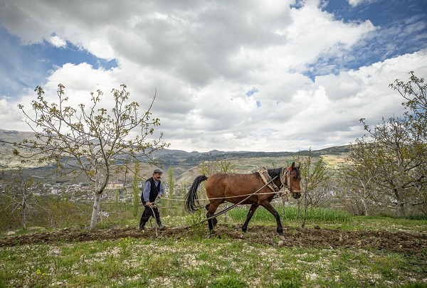 Foto - 30 yıldır durmadan çalışıyor! Bir at bir sabanla iki çocuğunu doktor yaptı