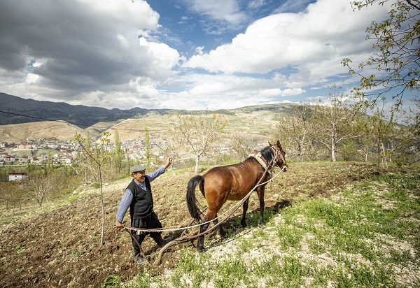 Foto - 30 yıldır durmadan çalışıyor! Bir at bir sabanla iki çocuğunu doktor yaptı