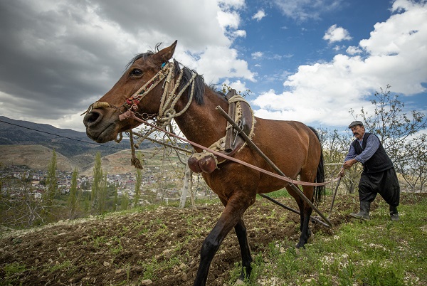 Foto - 30 yıldır durmadan çalışıyor! Bir at bir sabanla iki çocuğunu doktor yaptı