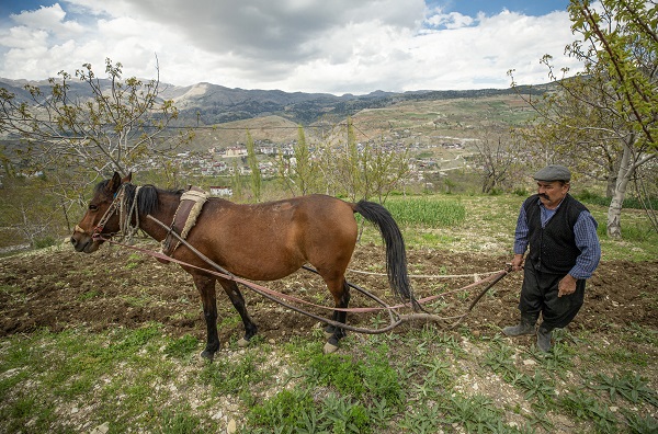 Foto - 30 yıldır durmadan çalışıyor! Bir at bir sabanla iki çocuğunu doktor yaptı