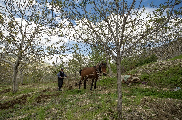 Foto - 30 yıldır durmadan çalışıyor! Bir at bir sabanla iki çocuğunu doktor yaptı