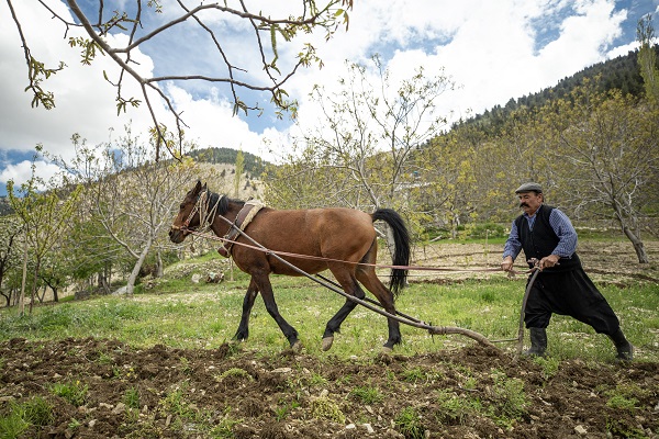 Foto - 30 yıldır durmadan çalışıyor! Bir at bir sabanla iki çocuğunu doktor yaptı