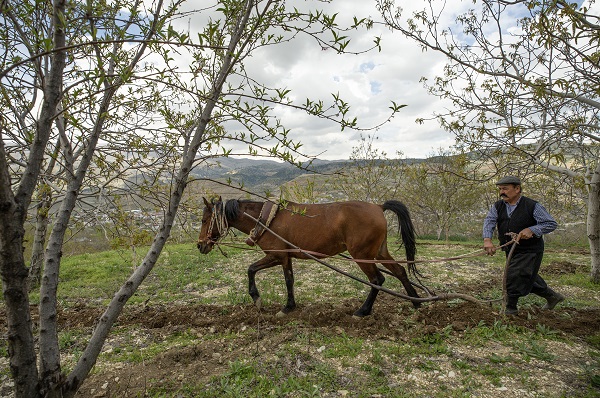 Foto - 30 yıldır durmadan çalışıyor! Bir at bir sabanla iki çocuğunu doktor yaptı