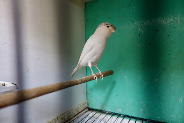 Foto - 30 yıldır kanarya sesleri arasında mesleğini sürdürüyor