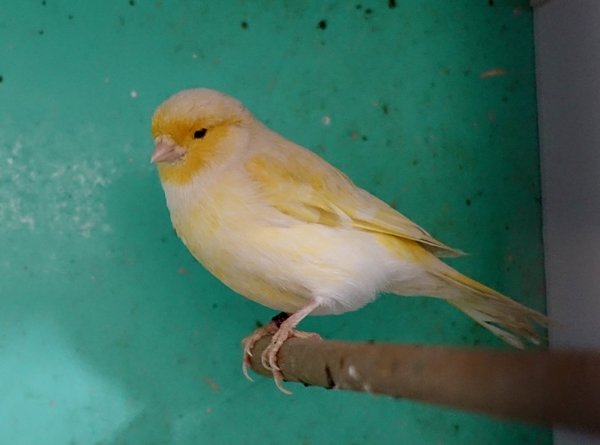 Foto - 30 yıldır kanarya sesleri arasında mesleğini sürdürüyor