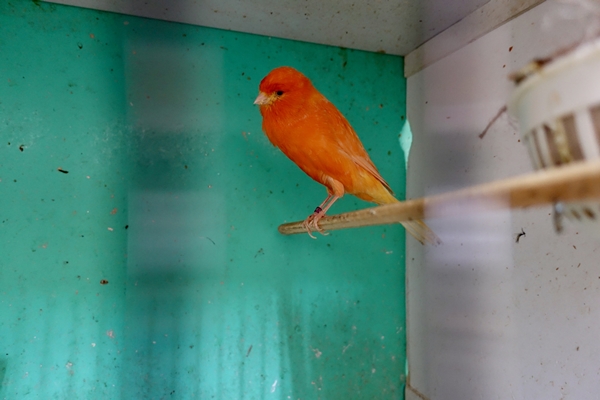 Foto - 30 yıldır kanarya sesleri arasında mesleğini sürdürüyor