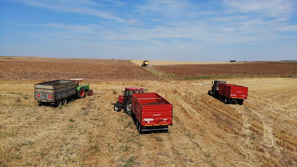 Foto - 30 yılın en kurak dönemi geçti! Sarı gelinler susuz kaldı