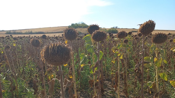 Foto - 30 yılın en kurak dönemi geçti! Sarı gelinler susuz kaldı