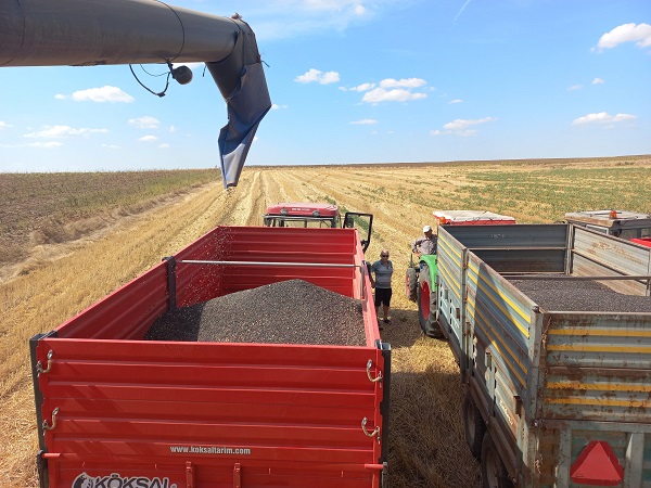 Foto - 30 yılın en kurak dönemi geçti! Sarı gelinler susuz kaldı
