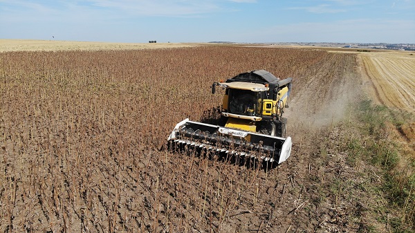 Foto - 30 yılın en kurak dönemi geçti! Sarı gelinler susuz kaldı