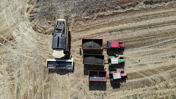 Foto - 30 yılın en kurak dönemi geçti! Sarı gelinler susuz kaldı