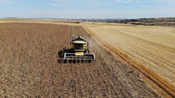 Foto - 30 yılın en kurak dönemi geçti! Sarı gelinler susuz kaldı