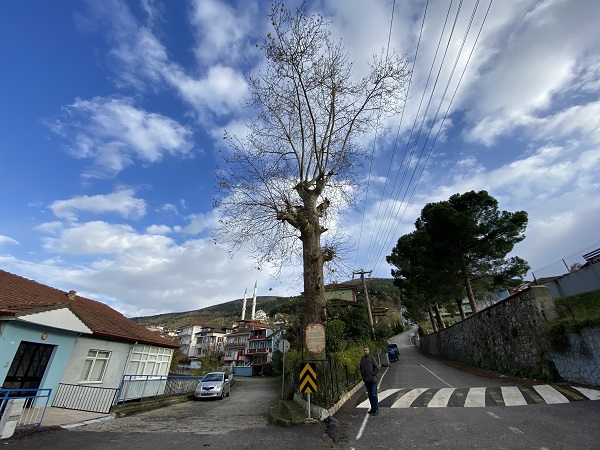 Foto - 300 yıllık ağacın ilginç hikayesi