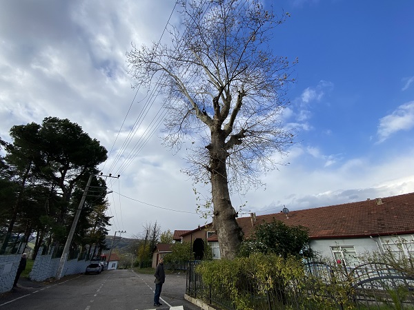 Foto - 300 yıllık ağacın ilginç hikayesi