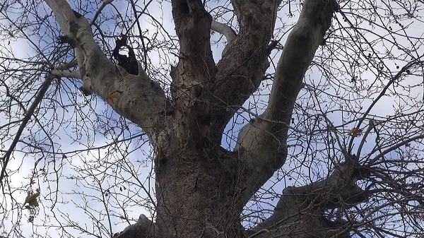 Foto - 300 yıllık ağacın ilginç hikayesi