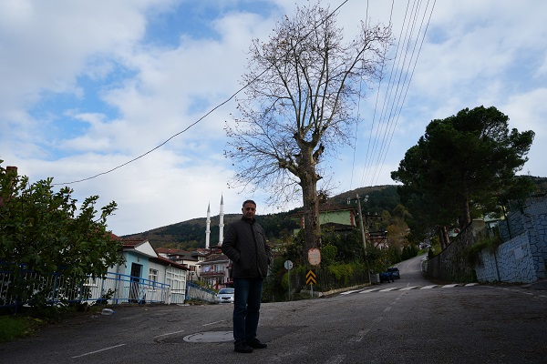 Foto - 300 yıllık ağacın ilginç hikayesi