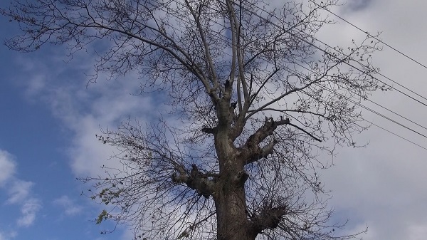 Foto - 300 yıllık ağacın ilginç hikayesi