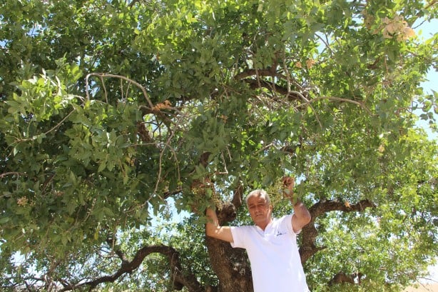 Foto - 300 yıllık ağaçtan elde ediliyor! Fiyatı altınla yarışıyor