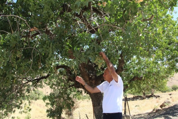 Foto - 300 yıllık ağaçtan elde ediliyor! Fiyatı altınla yarışıyor