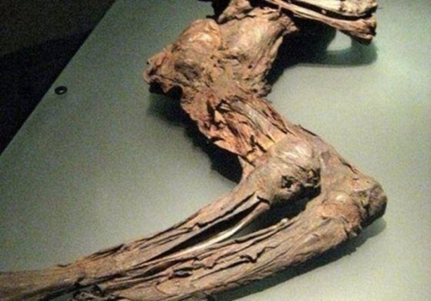 Foto - 300 yıllık ceset 1 saatte çürüdü