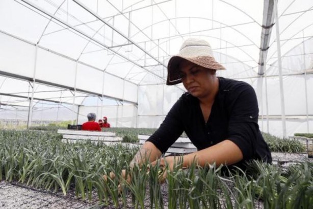 Foto - 33 ülke sıraya girdi! Üretimi oldukça kolay