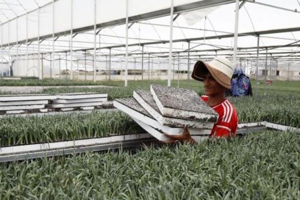 Foto - 33 ülke sıraya girdi! Üretimi oldukça kolay