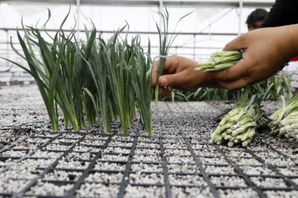 Foto - 33 ülke sıraya girdi! Üretimi oldukça kolay