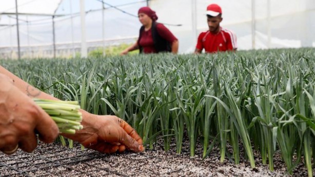 33 ülke sıraya girdi! Üretimi oldukça kolay