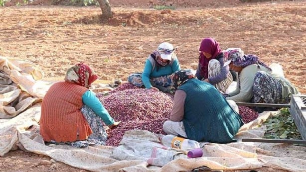 35 yıl önce denemek için ektiler, parayı kırdılar! 120 haneden 250 tonluk üretim! Fabrika bile hızlarına yetişemiyor