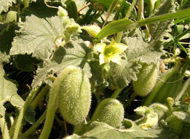 Foto - Herkes ona 'Ebu Cehil karpuzu' diyor! 36 kilometre hızla zehir fışkırtıyor, 2 gramı bile sizi öldürebilir