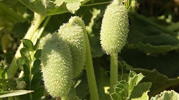 Foto - Herkes ona 'Ebu Cehil karpuzu' diyor! 36 kilometre hızla zehir fışkırtıyor, 2 gramı bile sizi öldürebilir