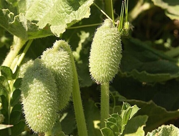 Foto - Herkes ona 'Ebu Cehil karpuzu' diyor! 36 kilometre hızla zehir fışkırtıyor, 2 gramı bile sizi öldürebilir