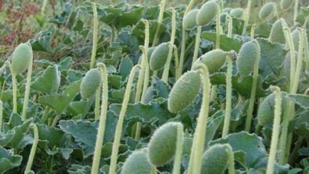 Foto - Herkes ona 'Ebu Cehil karpuzu' diyor! 36 kilometre hızla zehir fışkırtıyor, 2 gramı bile sizi öldürebilir