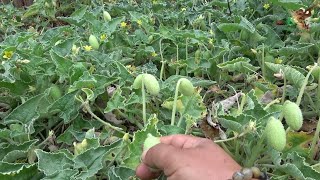 Foto - Herkes ona 'Ebu Cehil karpuzu' diyor! 36 kilometre hızla zehir fışkırtıyor, 2 gramı bile sizi öldürebilir