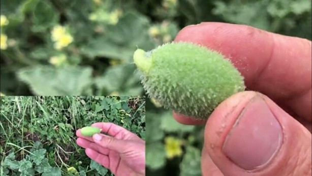 Foto - Herkes ona 'Ebu Cehil karpuzu' diyor! 36 kilometre hızla zehir fışkırtıyor, 2 gramı bile sizi öldürebilir