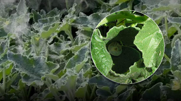 Herkes ona 'Ebu Cehil karpuzu' diyor! 36 kilometre hızla zehir fışkırtıyor, 2 gramı bile sizi öldürebilir