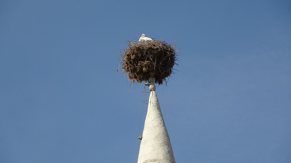 Foto - 36 yıldır köyün simgesi! Yaşlı leylek depremzede oldu
