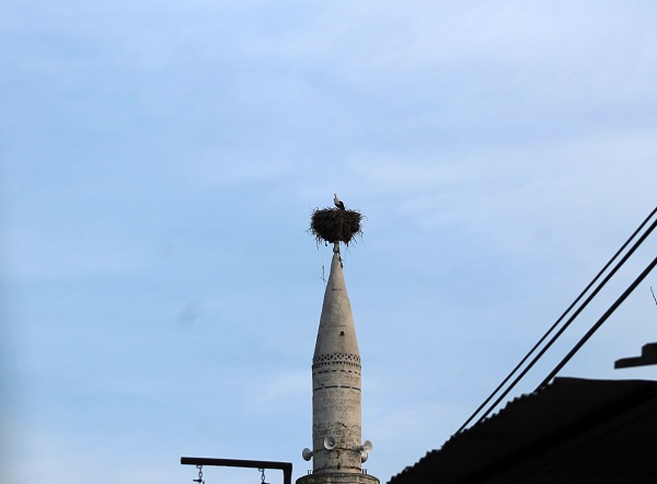 Foto - 36 yıldır köyün simgesi! Yaşlı leylek depremzede oldu