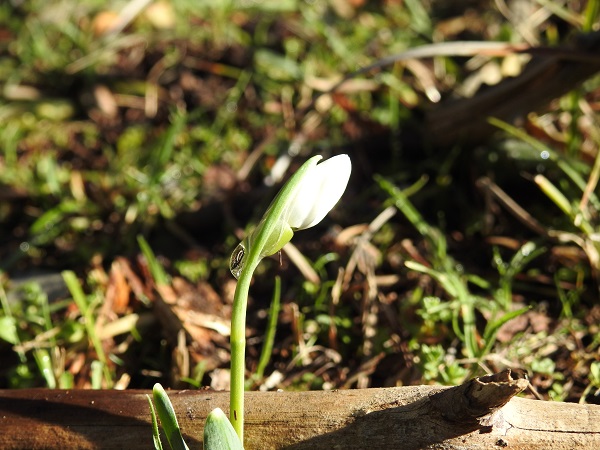 Foto - 387 bin liranız yoksa bu çiçeğe yaklaşmayın