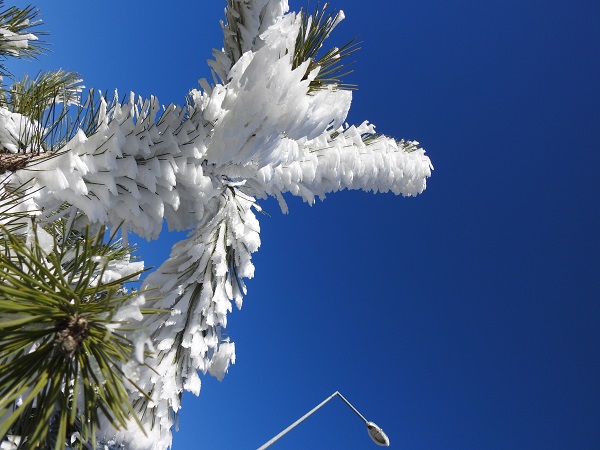 Foto - 387 bin liranız yoksa bu çiçeğe yaklaşmayın