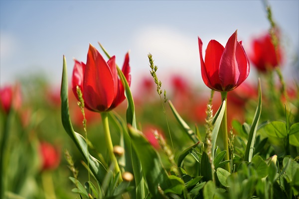 Foto - 387 bin liranız yoksa bu çiçeğe yaklaşmayın