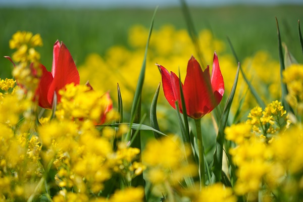 Foto - 387 bin liranız yoksa bu çiçeğe yaklaşmayın