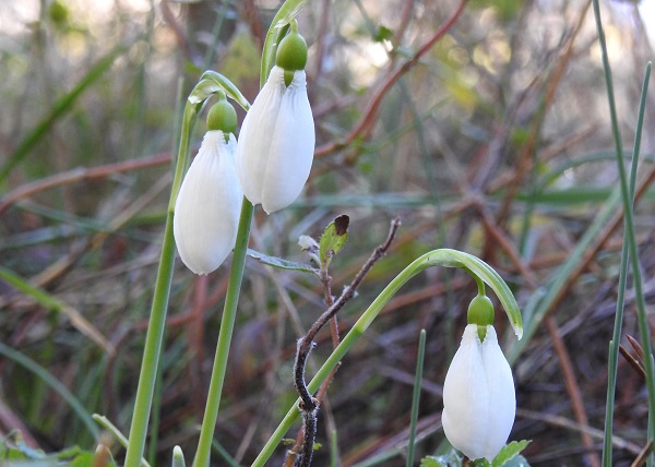 387 bin liranız yoksa bu çiçeğe yaklaşmayın